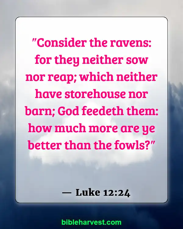 Bible Verses About Poverty (Luke 12:24)